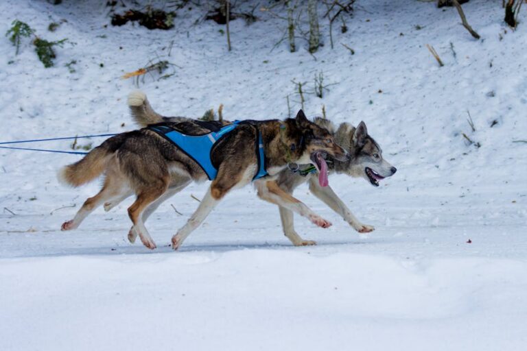 Canicross débutant grand chien — photo olivier chevriault via Pexels