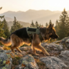 Tactical K9 Harness — Harnais Militaire à Poignée