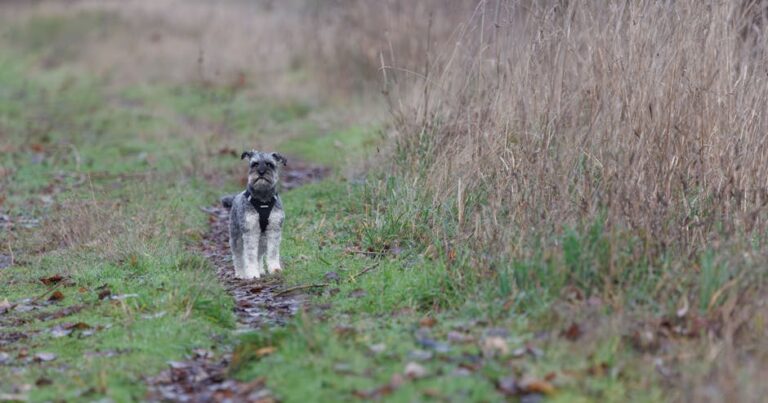 Harnais pour chien sénior actif après 7 ans — photo Veronika Andrews via Pexels