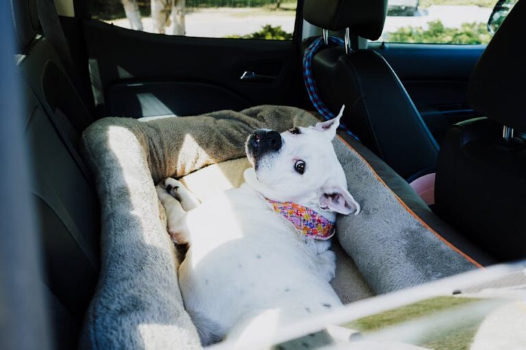 Voyager en voiture avec un grand chien — photo K via Pexels