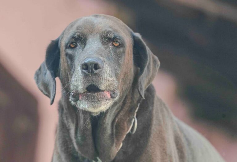 Chien sénior et arthrose — photo Rajesh S Balouria via Pexels