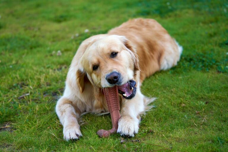 Mâchage destructeur chez le grand chien — photo Barnabas Davoti via Pexels