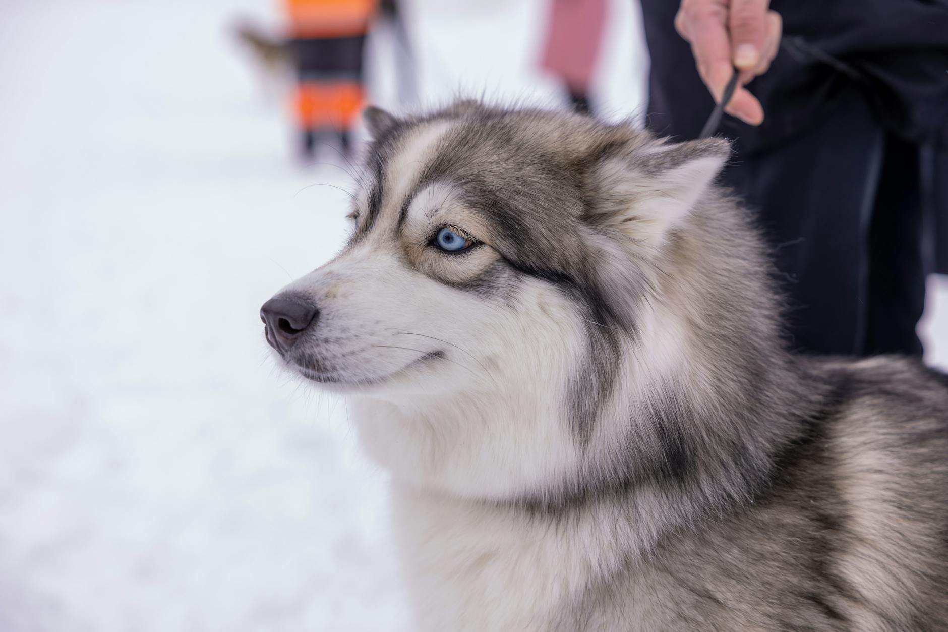Husky qui tire en laisse : 3 méthodes qui marchent vraiment