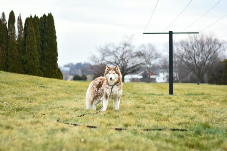A Siberian Husky stands on a grassy field on a cloudy day, surrounded by trees.