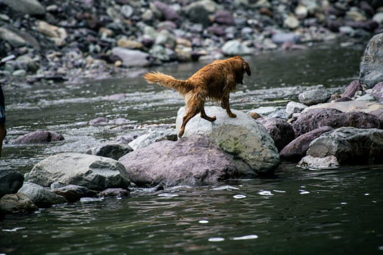 Traverser un torrent ou une rivière avec ton chien — photo David Grandas via Pexels